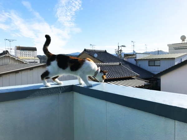 笠木は定期メンテナンスで雨漏り予防を!劣化症状、メンテナンス方法 (4)