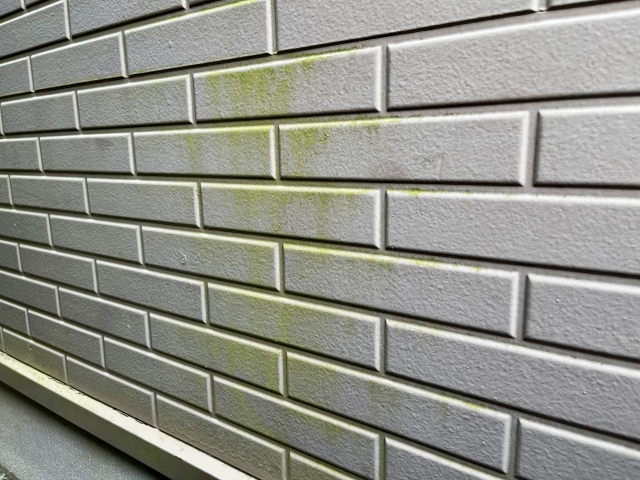 外壁にコケが生えるのはなぜ?主な4つの原因