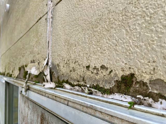 コケを放置すると起こる深刻なリスク